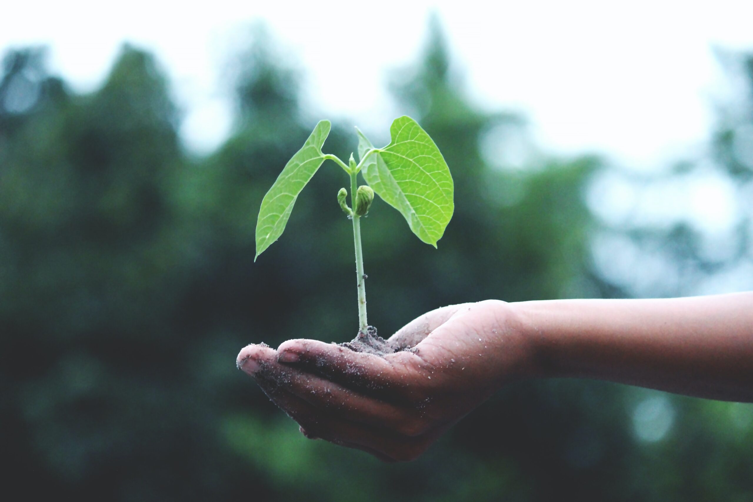 Study: The Climate Can Be Saved Without Total Veganism