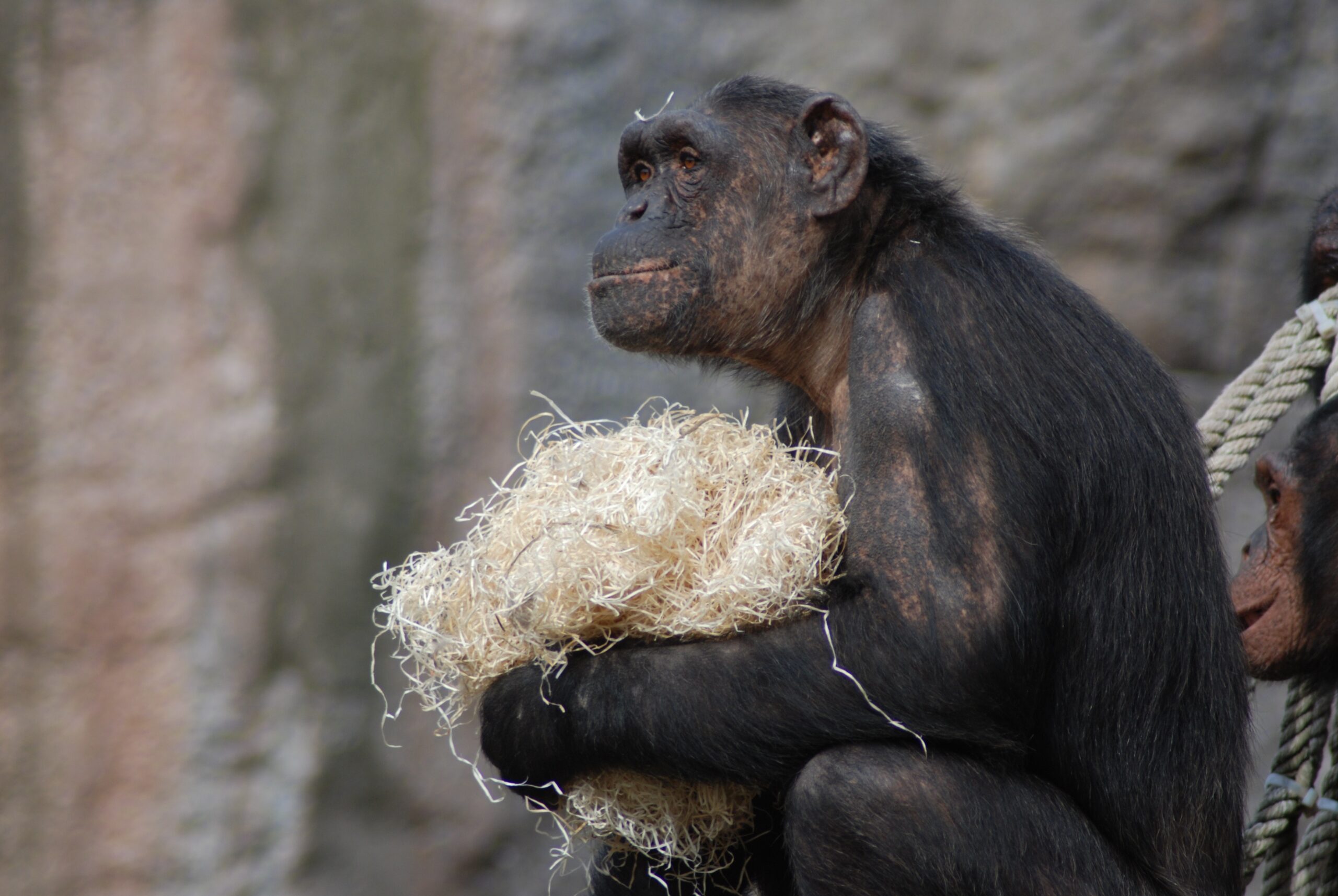 Czech Zoo Planned To Charm The Chimpanzees Betwixt This COVID Lockdown