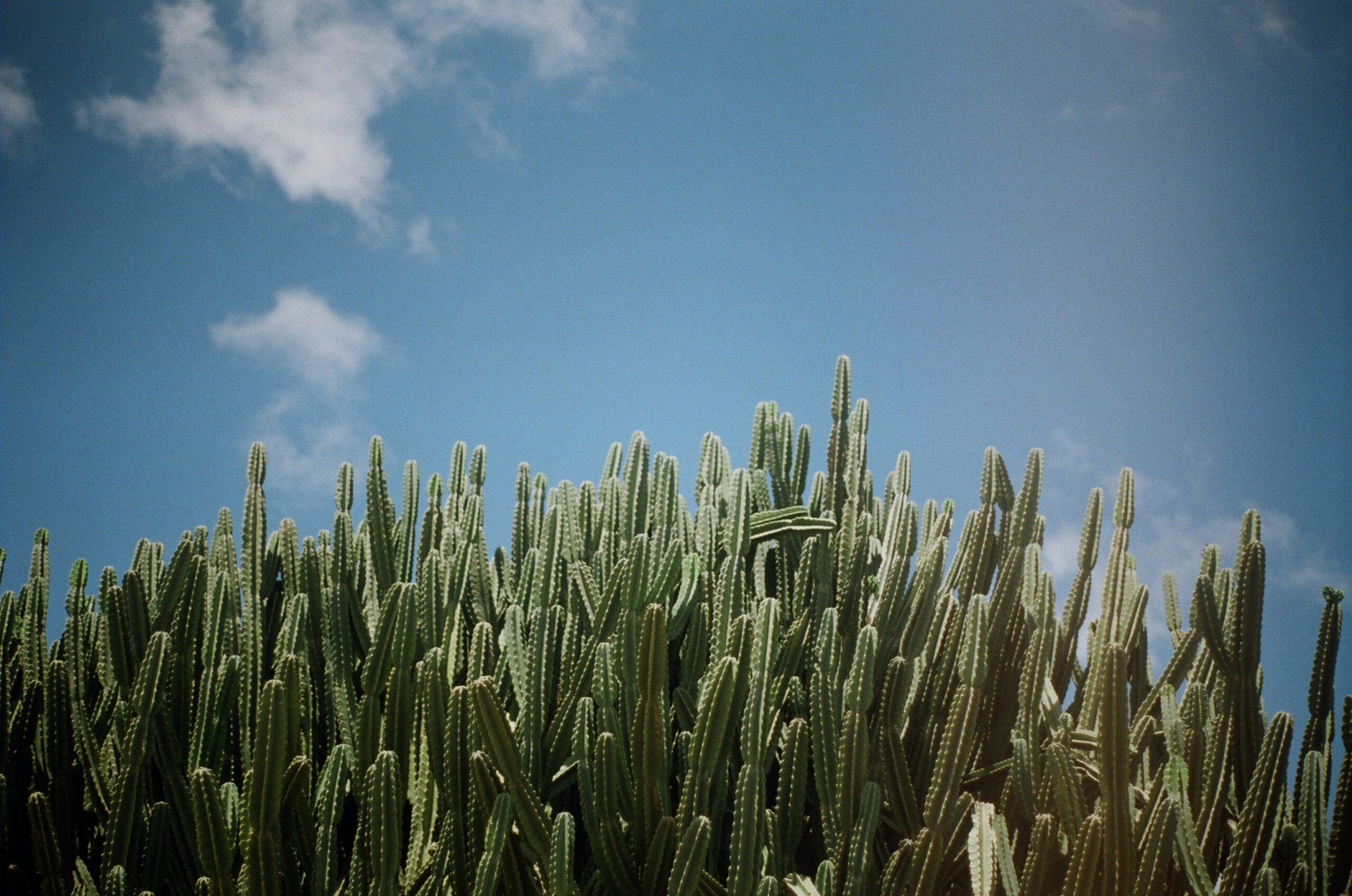 Scaling Achievements Through The Cactus Fluids’ Research