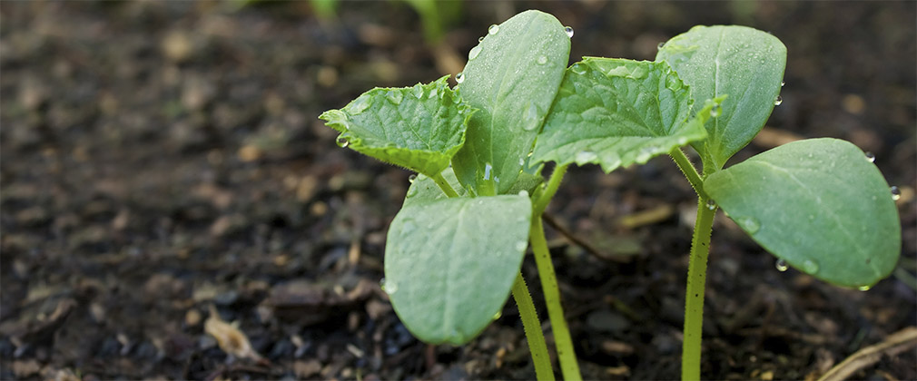 InnerPlant Equips Plants with the Ability to ‘Speak’ About Their Health