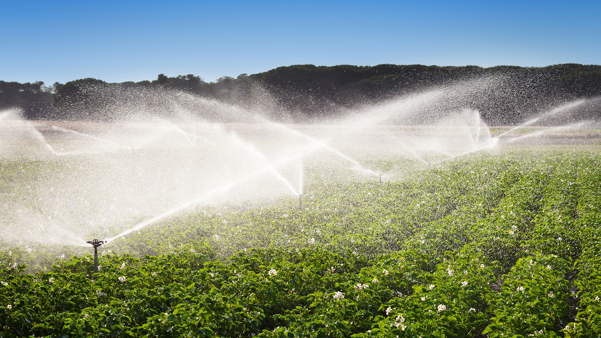Farmers Profit from Water Savings with Kilimo’s Help