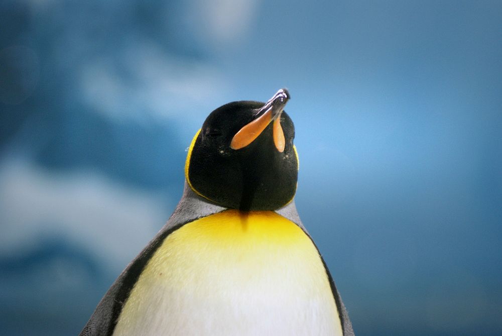 US Justifies Tariffs on Remote Island Home to Penguins and Seals