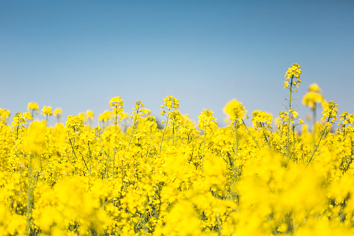 China Imposes 75.8% Tariffs on Canadian Canola