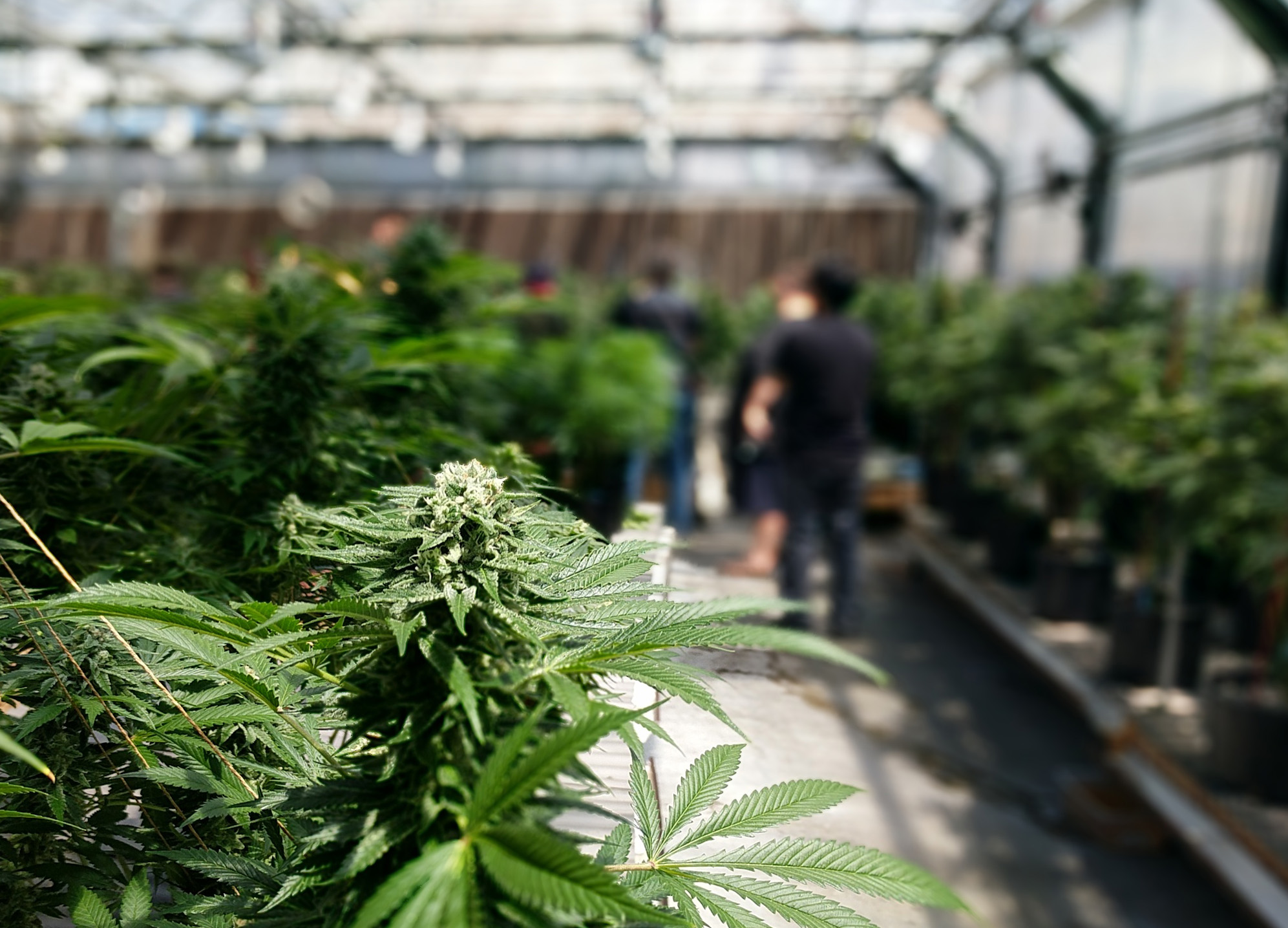 Cannabis Legalization in the Caribbean: Progress, Challenges, and the Path Ahead
