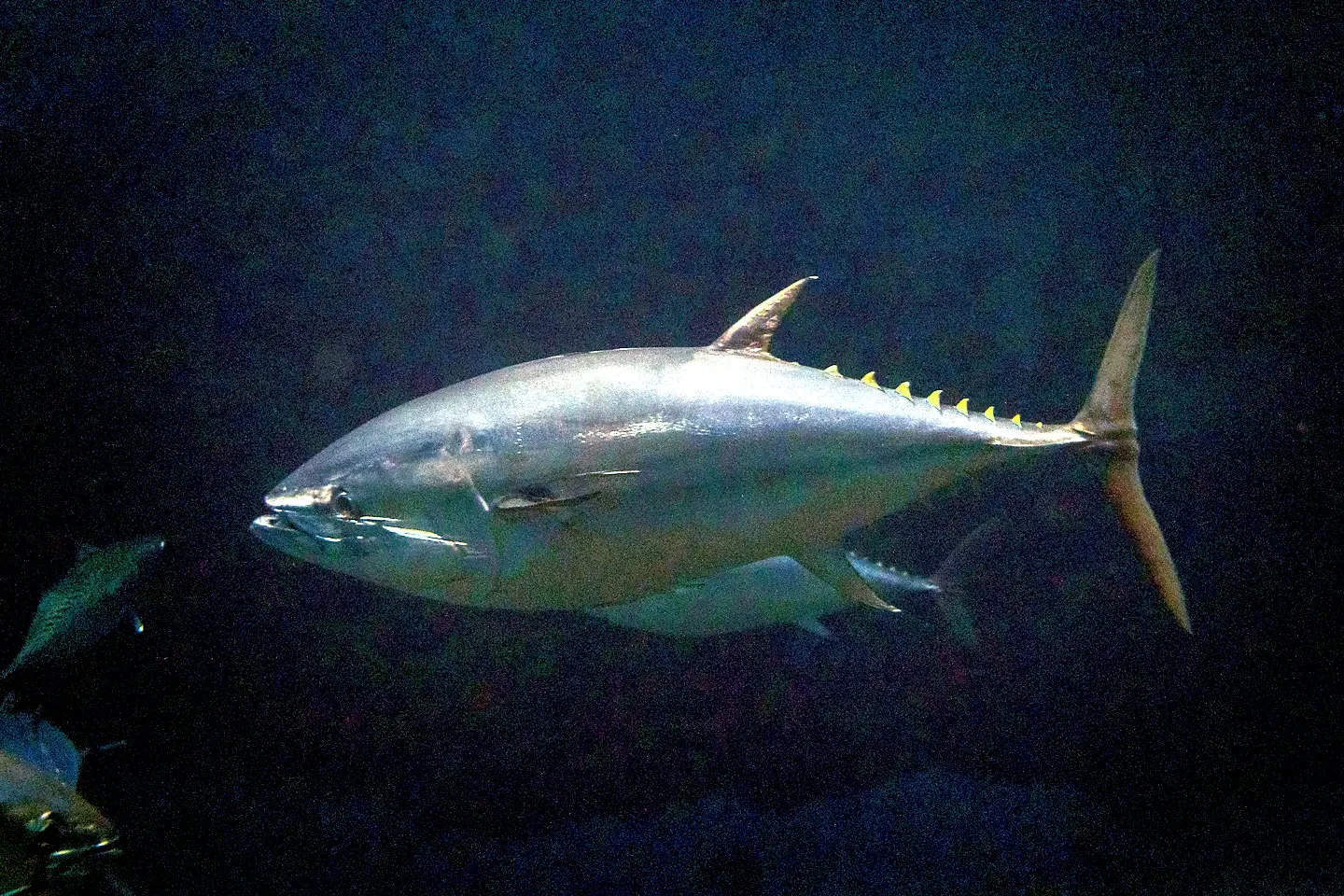 Tokyo New Year Tuna Auction Sets Record As Bluefin Sells For 510 Million Yen