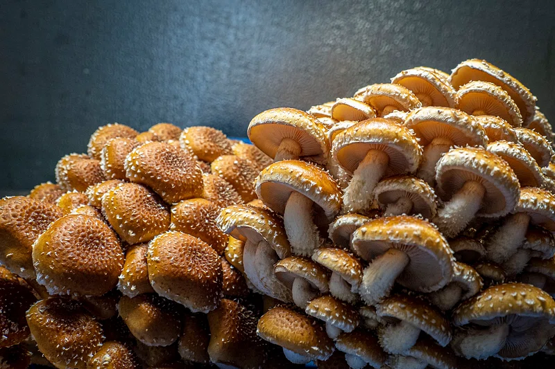 Sleep-Focused Chocolate Brand Alice Mushrooms Expands As Demand Grows For Snack-Based Sleep Aids