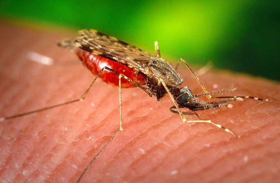 Mosqitter Develops AI Mosquito Monitoring System to Track Disease Risks